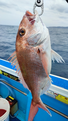 マダイの釣果