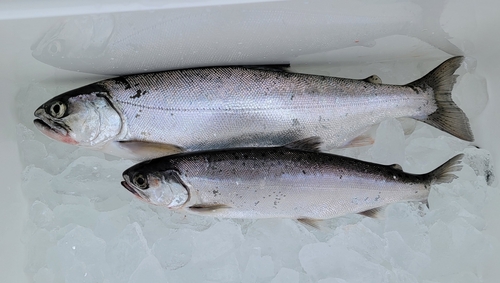 ビワマスの釣果