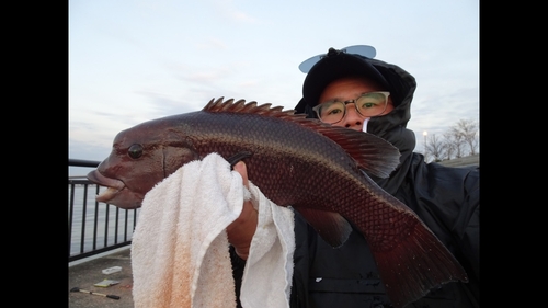 コブダイの釣果