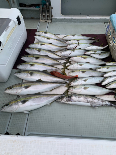 ブリの釣果