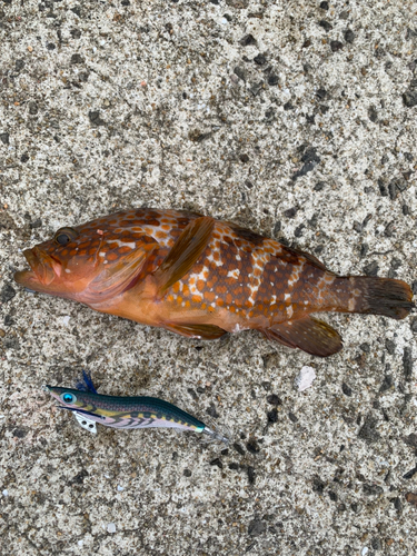 キジハタの釣果