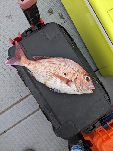 マダイの釣果