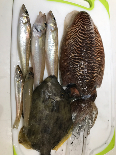 コウイカの釣果