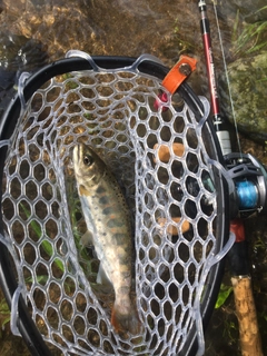 アマゴの釣果