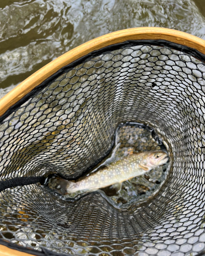 イワナの釣果