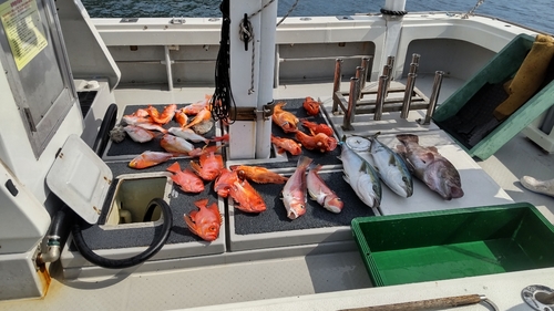 ウッカリカサゴの釣果