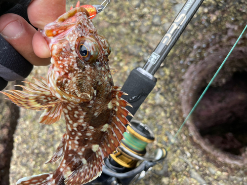 カサゴの釣果