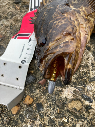 タケノコメバルの釣果