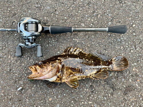 タケノコメバルの釣果