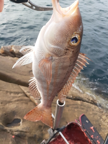 イトフエフキの釣果