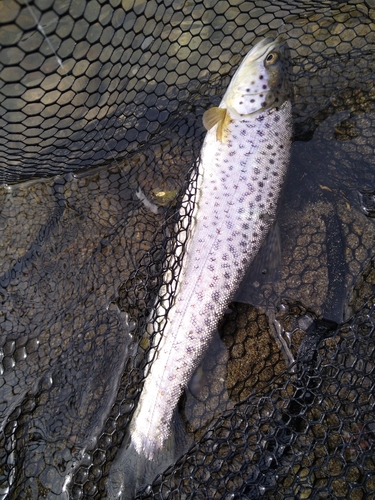 ブラウントラウトの釣果