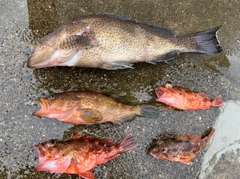 オオモンハタの釣果