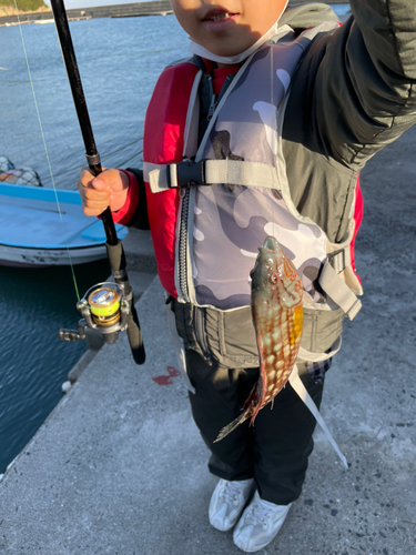 ホシササノハベラの釣果