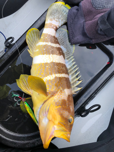 アオハタの釣果