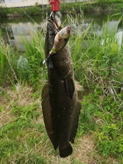 ライギョの釣果