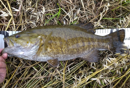 スモールマウスバスの釣果