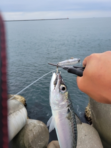 サバの釣果