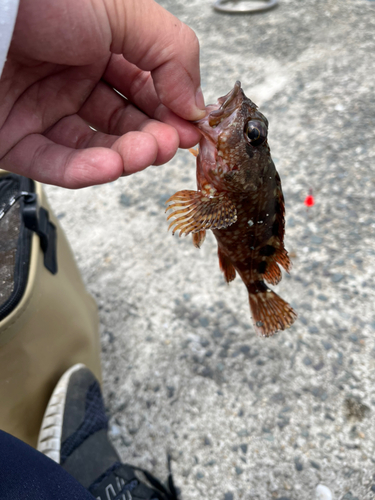 ガシラの釣果