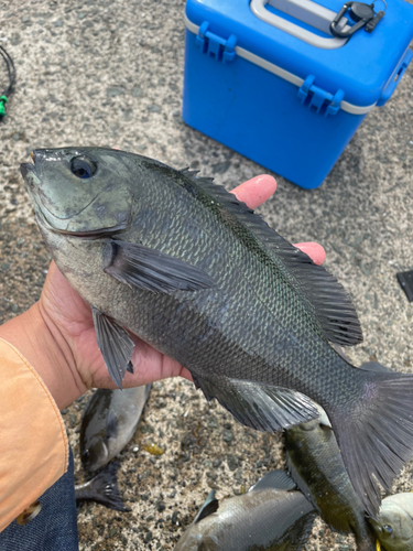 メジナの釣果