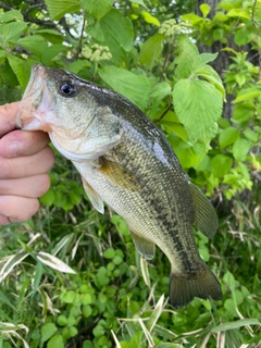 ラージマウスバスの釣果