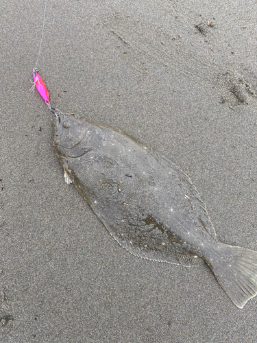 ヒラメの釣果