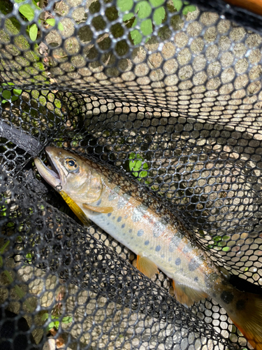 ヤマメの釣果