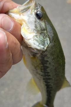 ラージマウスバスの釣果