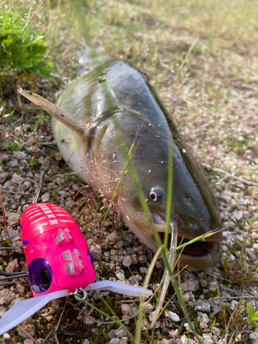 ナマズの釣果