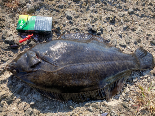 クロガシラガレイの釣果