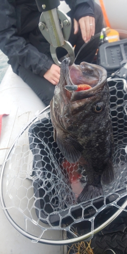 クロソイの釣果