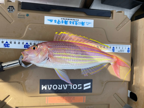 イトヨリダイの釣果