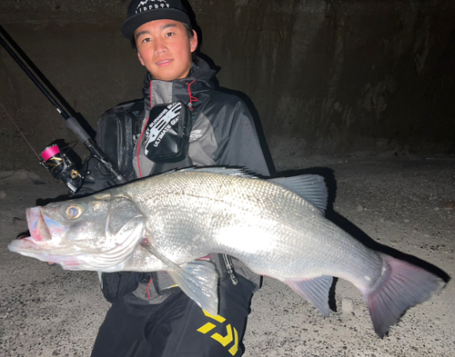 ヒラスズキの釣果