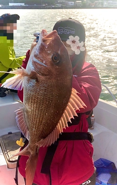 マダイの釣果