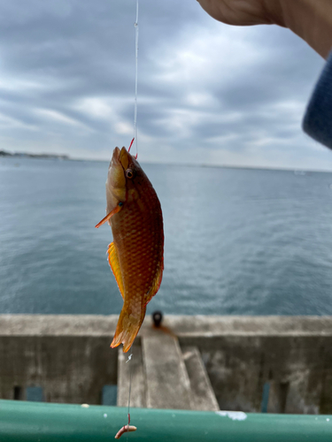 アカササノハベラの釣果