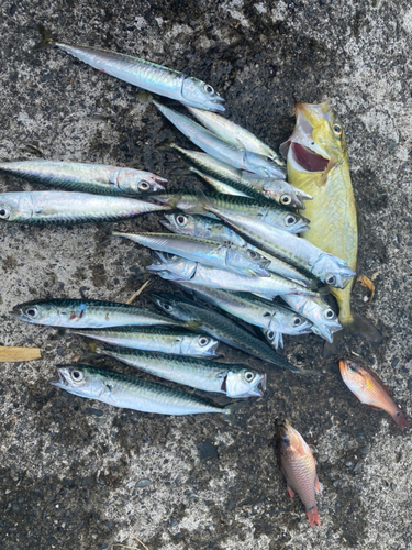 サバの釣果