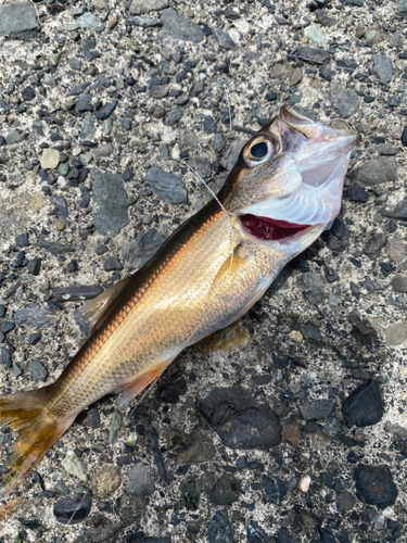 ムツの釣果