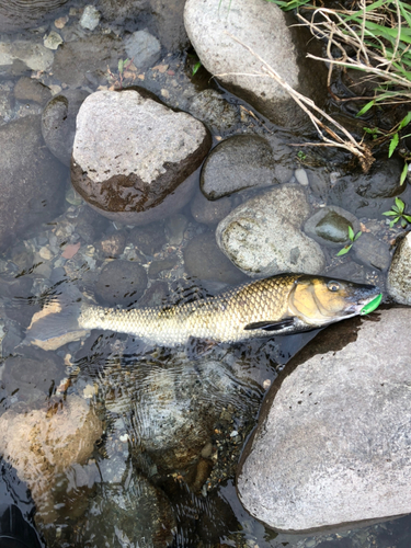 ニゴイの釣果