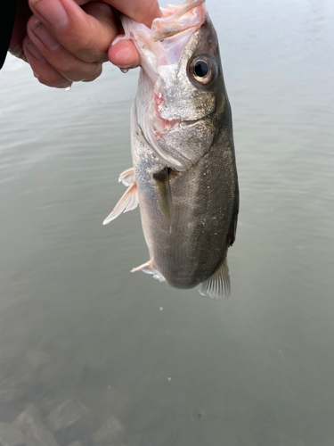 スズキの釣果