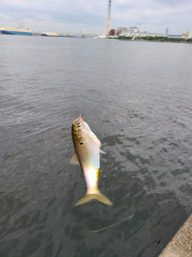 コノシロの釣果