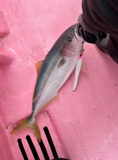 イナダの釣果