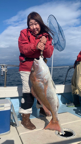 マダイの釣果