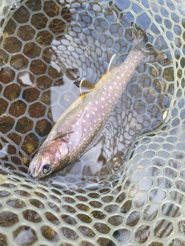 イワナの釣果