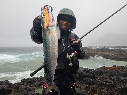 サバの釣果