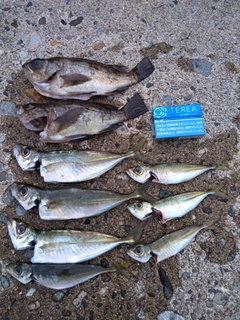 アジの釣果