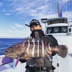 マハタの釣果