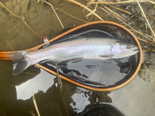 ニジマスの釣果