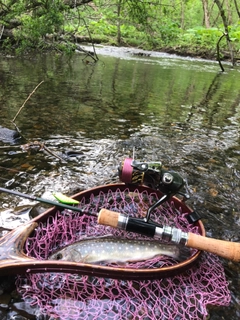 イワナの釣果