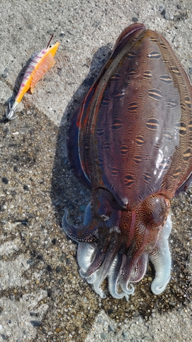 モンゴウイカの釣果