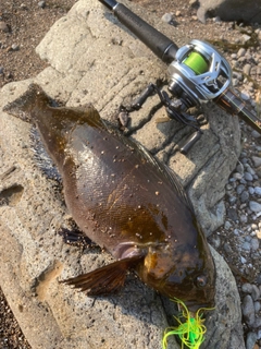 アイナメの釣果