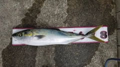 メジロの釣果